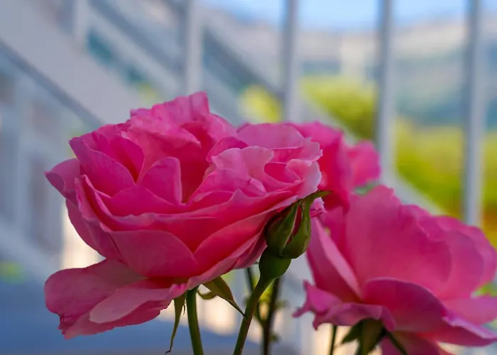 Apartahotel Menta Skala Potamia (Thasos)