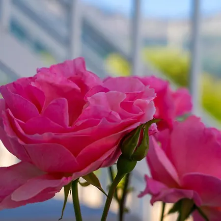 Appart hôtel Menta Skala Potamia (Thasos)